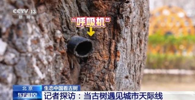 千百岁的古树年龄怎么测出来的？这些绿色“古董”认识一下