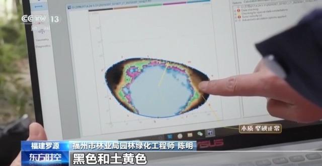 千百岁的古树年龄怎么测出来的？这些绿色“古董”认识一下