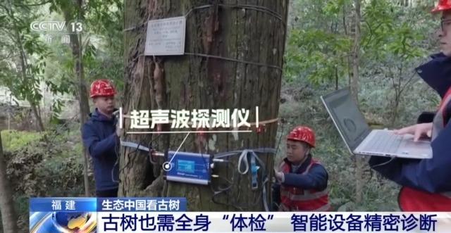 千百岁的古树年龄怎么测出来的？这些绿色“古董”认识一下