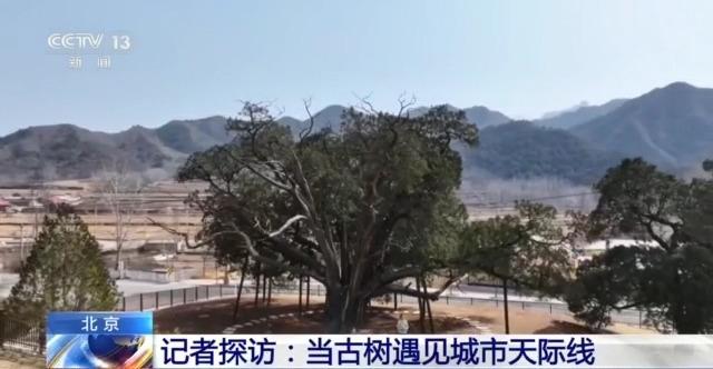 千百岁的古树年龄怎么测出来的？这些绿色“古董”认识一下