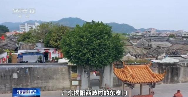 千百岁的古树年龄怎么测出来的？这些绿色“古董”认识一下