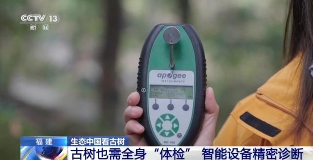 千百岁的古树年龄怎么测出来的？这些绿色“古董”认识一下