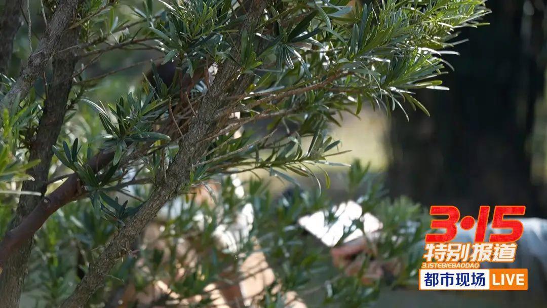 花239万自体丰胸检出黄牛驼鹿DNA