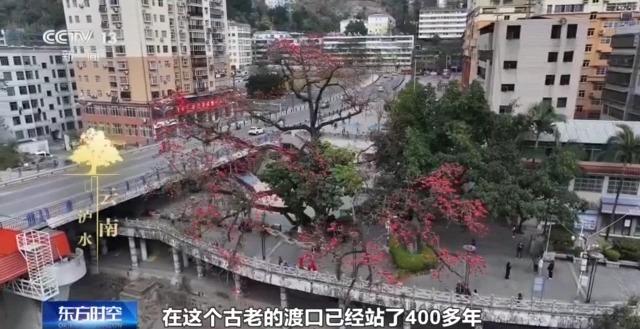 千百岁的古树年龄怎么测出来的？这些绿色“古董”认识一下