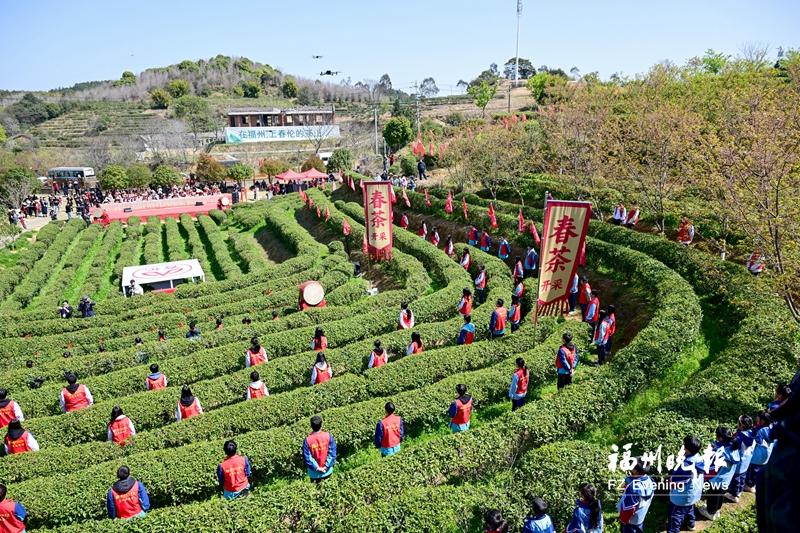福州春茶开采