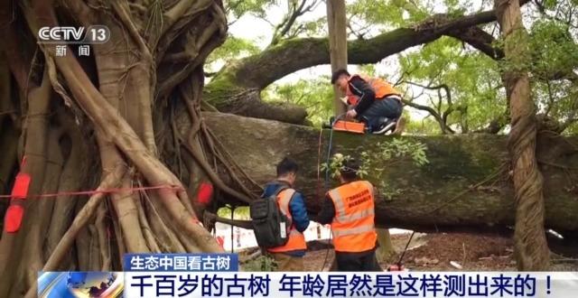千百岁的古树年龄怎么测出来的？这些绿色“古董”认识一下