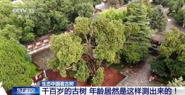 千百岁的古树年龄怎么测出来的？这些绿色“古董”认识一下