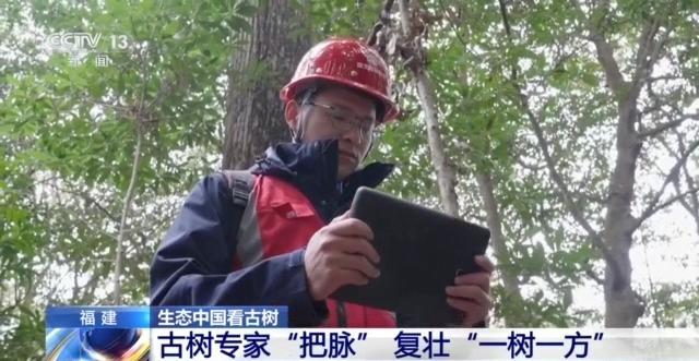 千百岁的古树年龄怎么测出来的？这些绿色“古董”认识一下