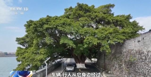 千百岁的古树年龄怎么测出来的？这些绿色“古董”认识一下