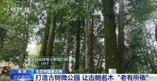 千百岁的古树年龄怎么测出来的？这些绿色“古董”认识一下