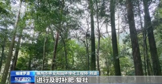 千百岁的古树年龄怎么测出来的？这些绿色“古董”认识一下