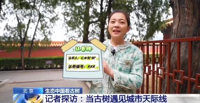 千百岁的古树年龄怎么测出来的？这些绿色“古董”认识一下